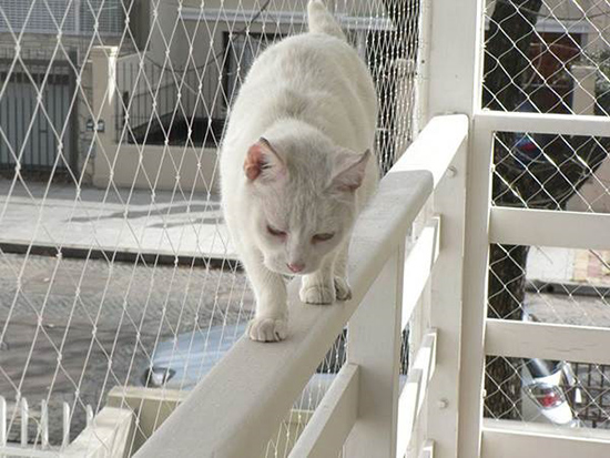 Rede de Proteção para Gatos SP Rede de Proteção para Gatos SP