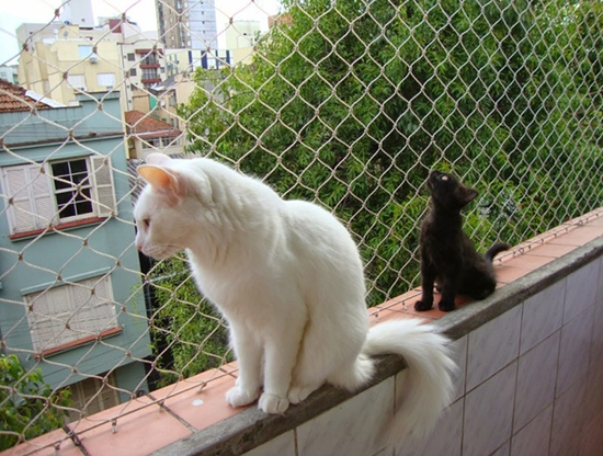 Redes de Proteção para Gatos Redes de Proteção para Gatos