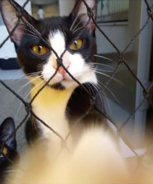 Redes de Proteção para Sacadas Com Gatos Redes de Proteção para Sacadas Com Gatos